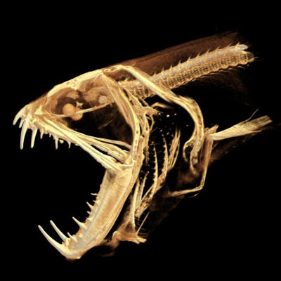 A Snaggletooth, _Astronesthes_ species – eye lenses, otolith (ear bone) and gill rakers are all clearly visible. Image: Peter Blias.