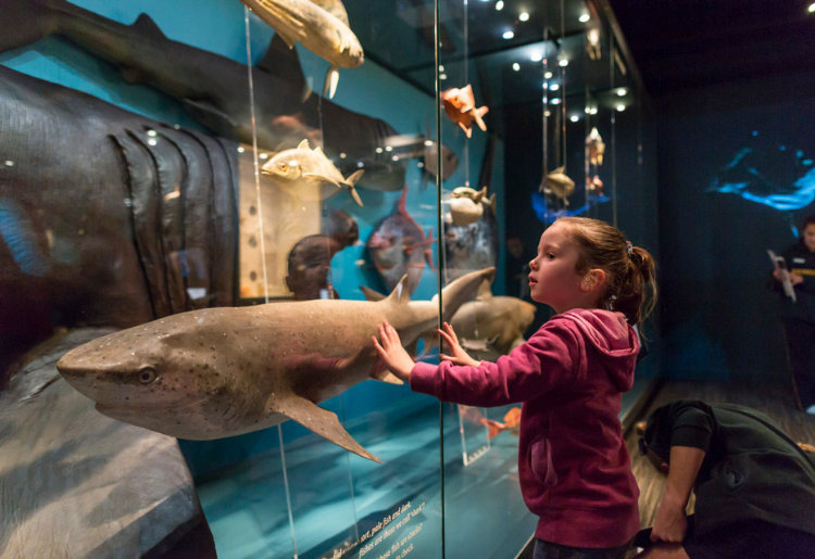 A young girl looking at a shark display in the Biodiversity Gallery.