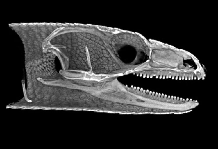 Micro-CT scan of head of a Tree Skink